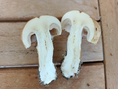Cortinarius triumphans