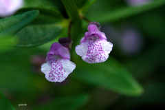 Scutellaria racemosa