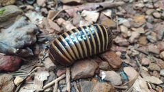Arthrosphaera