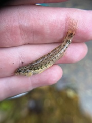 Etheostoma zonale