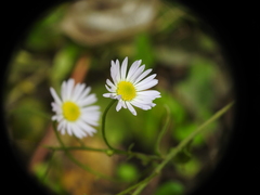Erigeron annuus