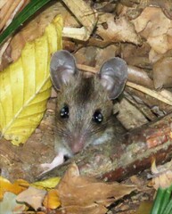 Apodemus flavicollis