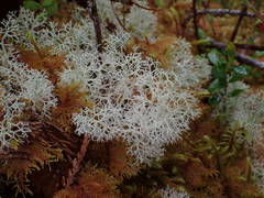 Cladonia portentosa