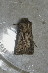 Agrotis gladiaria