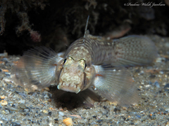 Gnatholepis thompsoni