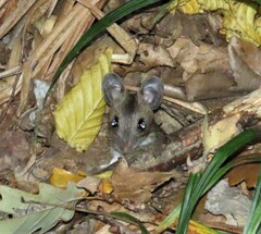 Apodemus flavicollis