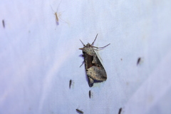 Autographa ampla