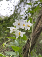 Solanum laxum