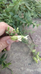 Silene procumbens
