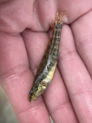 Etheostoma zonale