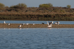 Chroicocephalus genei