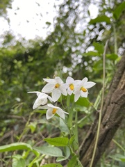 Solanum laxum