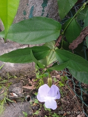Thunbergia