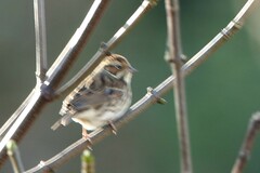 Emberiza pusilla