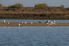Chroicocephalus genei