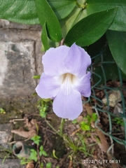 Thunbergia