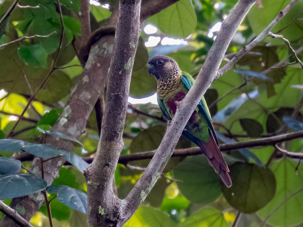 Bonaparte's Parakeet (Pyrrhura lucianii) photo