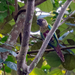 Bonaparte's Parakeet - Photo (c) hbottai, some rights reserved (CC BY-NC)