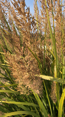 Calamagrostis epigejos