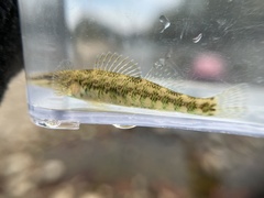 Etheostoma zonale