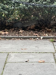 Sciurus carolinensis