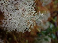 Cladonia portentosa
