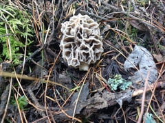 Morchella esculenta