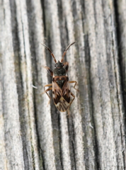 Scolopostethus affinis