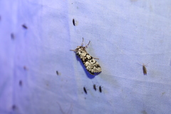 Panthea acronyctoides