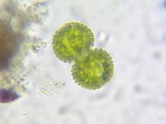Cosmarium