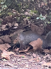 Sciurus carolinensis