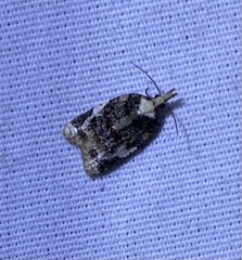 Platynota exasperatana