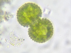 Cosmarium