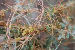 Cuscuta