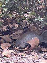 Sciurus carolinensis