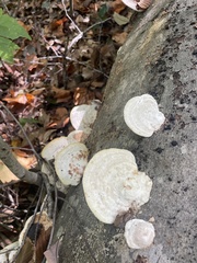 Trametes pubescens