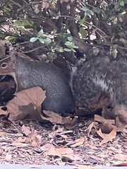 Sciurus carolinensis