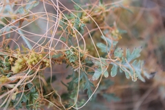 Cuscuta