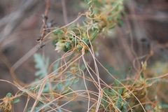 Cuscuta