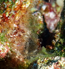 Hydrozoa