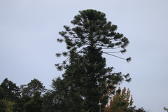 Araucariaceae