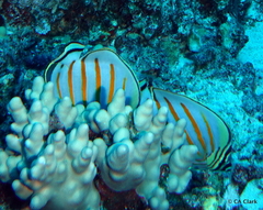 Chaetodon ornatissimus