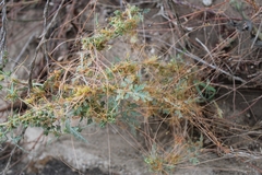 Cuscuta