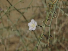 Convolvulus hamadae