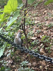 Sciurus carolinensis