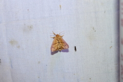 Apoda y-inversa