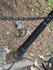 Sciurus carolinensis