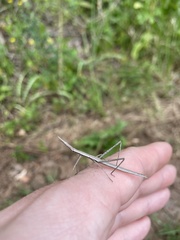 Tetanorhynchini