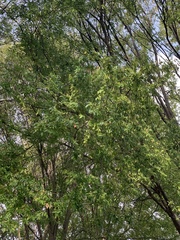 Crataegus phaenopyrum