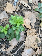 Pachysandra terminalis